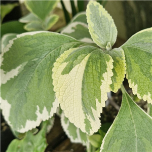 Plectranthus Argentatus 'Hill House'